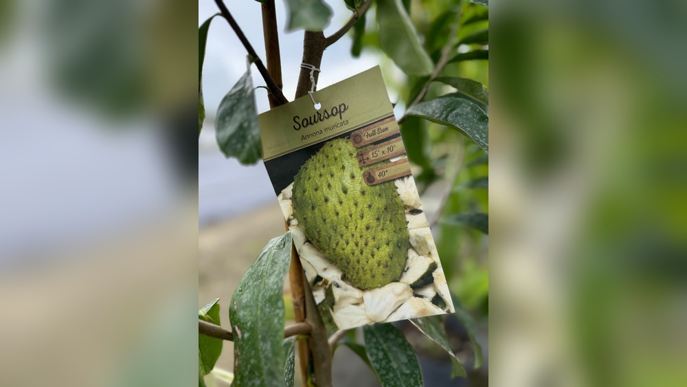 Soursop Sorbet: A Refreshing Treat for the Humid Uae Months.