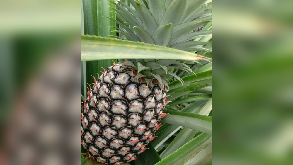 Why Cameroon Pineapples are the Sweetest in the World